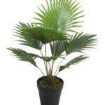 LIVISTONA BIG - HEIGHT 100 CM