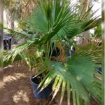 LIVISTONA PALM