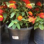 LANTANA ORANGE