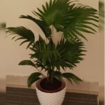 LIVISTONA POTTED - TOTAL HEIGHT 80 CM