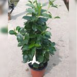 MANDEVILLA WHITE- VINE - 40 CM HT