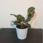 MARANTHA IN CERAMIC POT - TOTAL HEIGHT 40 CM