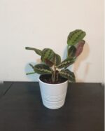 MARANTHA IN CERAMIC POT - TOTAL HEIGHT 40 CM