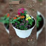 MIXED SEASONAL FLOWERS POTTED.