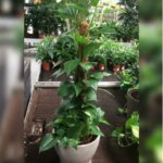 MONEY PLANT (EPIPREMNUM) 80 CM WITH POT