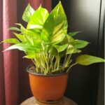 EPIPREMNUM (MONEY PLANT)