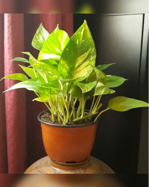 MONEY PLANT DIP 050-485x606
