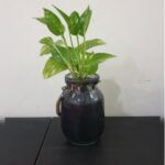 MONEY PLANT [ EPIPREMNUM ] IN GIFT BOTTLE 35 CM HEIGHT