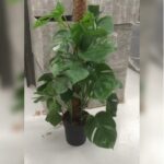 MONSTERA 100 TO 110 CM HEIGHT