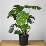 MONSTERA
