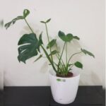 MONSTERA DELICIOSA