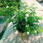 MURRAYA 60-70 CM HEIGHT AND BUSHY