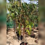MANGO TREE