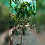MANGO TREE WITH MANGO