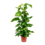 EPIPREMNUM MOSS STICK (MONEY PLANT) VERTICAL 80 CM HT