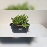 MONEY PLANT (EPIPREMNUM) IN OVAL PLASTIC POT