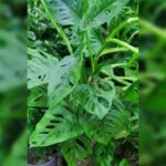 MONSTERA MONKEYMASK - 80 - 90 CM