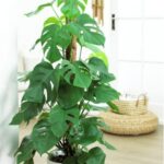 MONSTERA POTTED . 130 CM HEIGHT