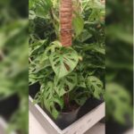 MONSTERA MONKEY MASK