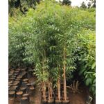 NEEM TREE 1.5 MTR (AZADIRACHTA INDICA)