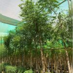 NEEM TREE 5 METER HEIGHT (AZADIRACHTA INDICA)