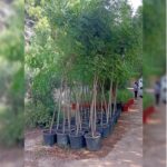 NEEM TREE 3.5 METER HT - (AZADIRACHTA INDICA)