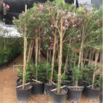 OLEANDER 200CM HEIGHT