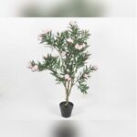 OLEANDER 60- 70 CM HEIGHT