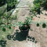 ORANGE BOUGAINVILLEA