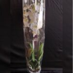 ORCHID DOUBLE STEM WHITE