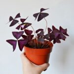 OXALIS SMALL - 25 CM
