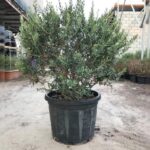 OLIVE TREE HT 90 CM DIA 60 CM