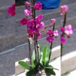 ORCHID 2 NOS IN POTTED IN OVAL POT