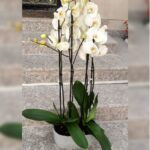 Two ORCHID POTTED IN OVAL POT