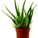 ALOE VERA 30 CM TOTAL HEIGHT - OUTDOOR TYPE