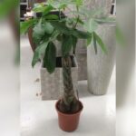 PACHIRA PLANT - BRAIDED