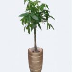 PACHIRA POTTED 150 CM TOTAL HEIGHT