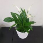 PEACE LILLY