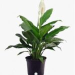 PEACE LILLY MINI. 30 TO 40 CM HT