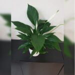 PEACE LILLY POTTED - 60 CM HEIGHT