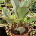 PEPEROMIA