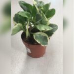 PEPEROMIA