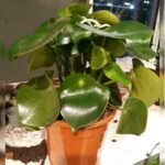 PEPEROMIA RAINDROP