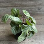 PEPEROMIA WATERMELON