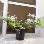 PLUMBAGO