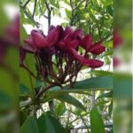 PLUMERIA- RED. 1.8 TO 2 MTR HT