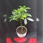 Pachira Potted 70-90 CM Total Height