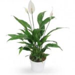 PEACE LILY POTTED 40 TO 50 CM HT