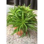 PEPEROMIA HAPPY