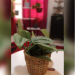 PHILODENDRON IN RATTAN POT